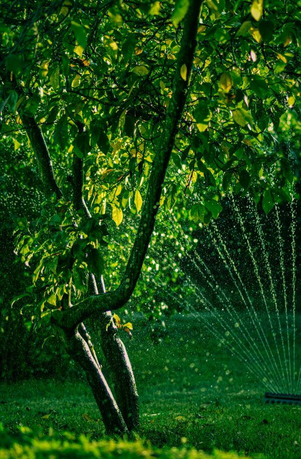 The evening is the ideal time to water your grass