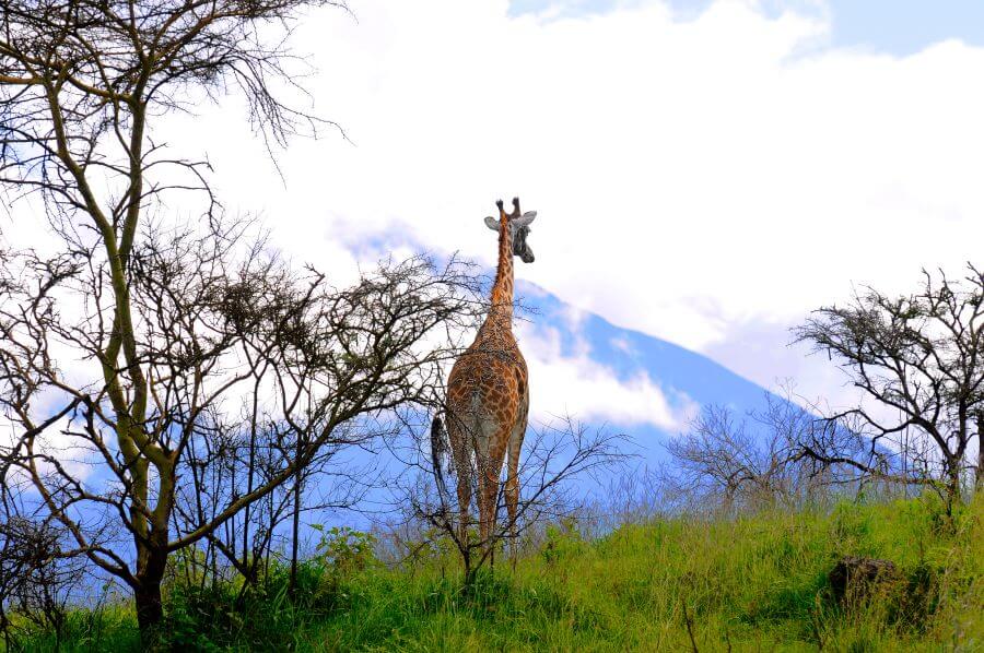 Giraffe and Mount Meru