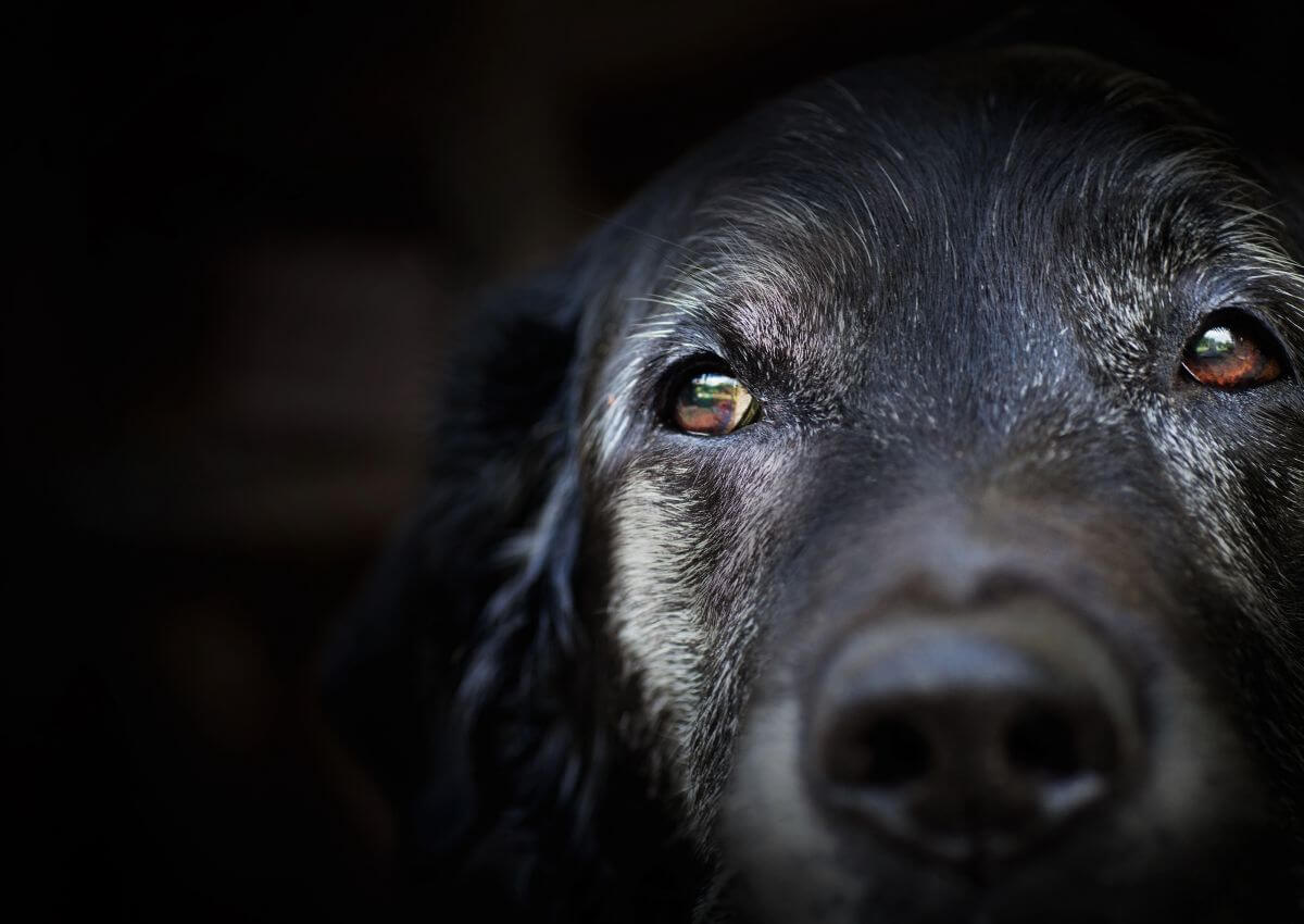 Close-up of an older dog with a greying muzzle looking calm and content