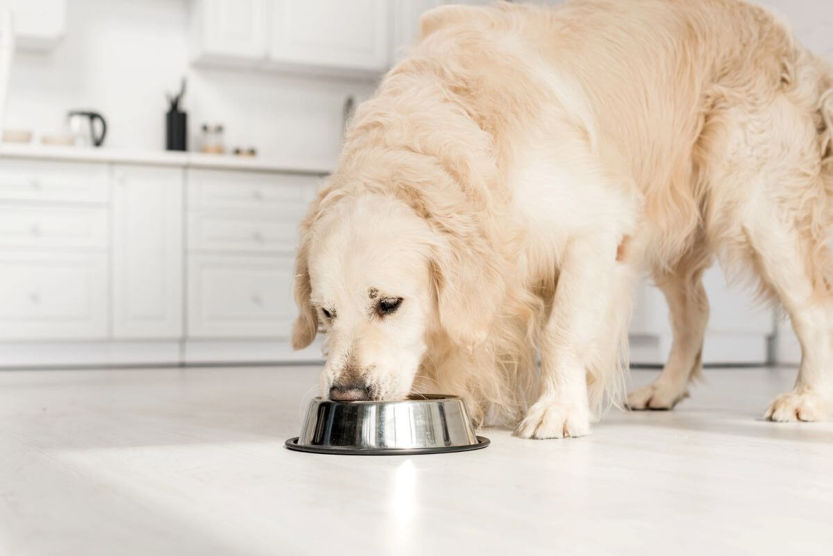 Older dog eating from a food bowl filled with healthy dog food