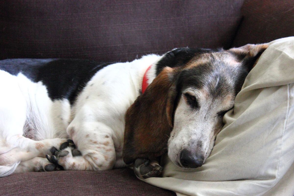 Senior dog sleeping comfortably on a soft blanket