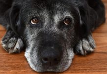 Is Your Senior Dog Slowing Down or Missing Out? How to Keep Older Pets Thriving